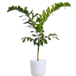 Foxtail Palm (Mini)